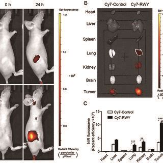 Photoacoustic Imaging In Mice Bearing Subcutaneous HCC LM3 Tumors A