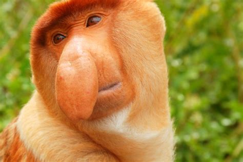 Картинки по запросу Nasalis larvatus | Proboscis monkey, European ...