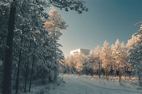 Фон Зимний лес - AVATAN PLUS