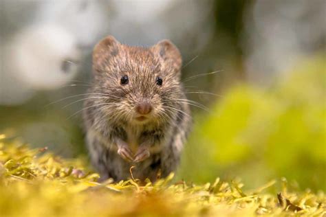 Best Vole Poison - WildlifeRemoval.com