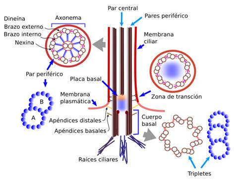 Estructuras De Cilios Y Flagelos