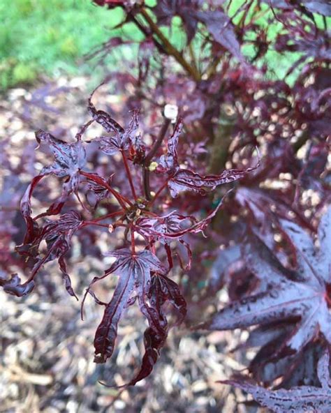 Why Is My Japanese Maple Leaves Curling World Of Garden Plants