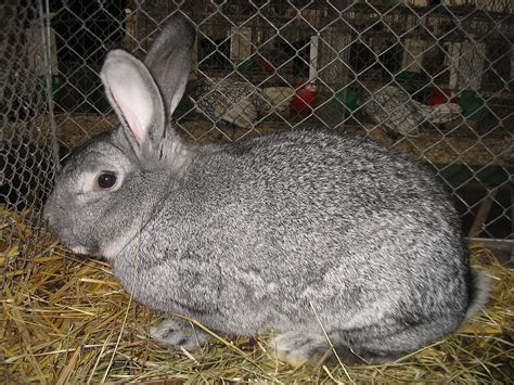 Lapin chinchilla Définition et Explications