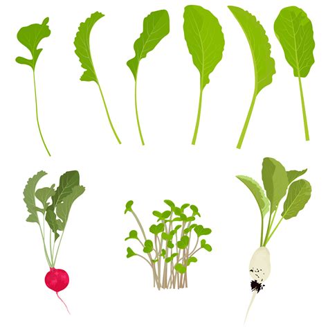 Radish Plant Growth Stages