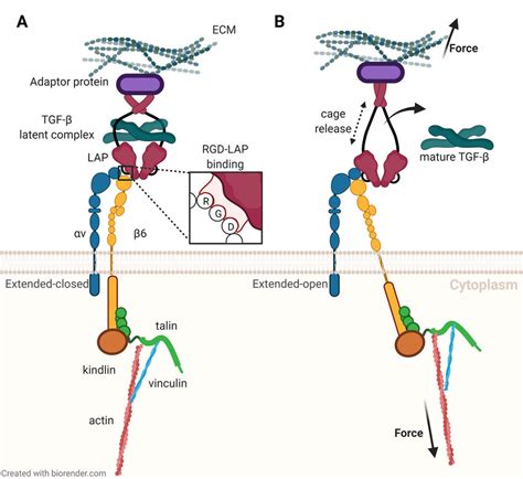 Activation of latent transforming growth factor β TGF β by