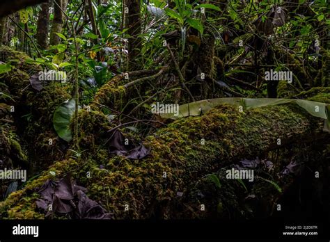 plants in paradise Stock Photo - Alamy