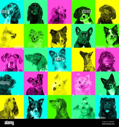 dog, collage, dogs, collages Stock Photo - Alamy