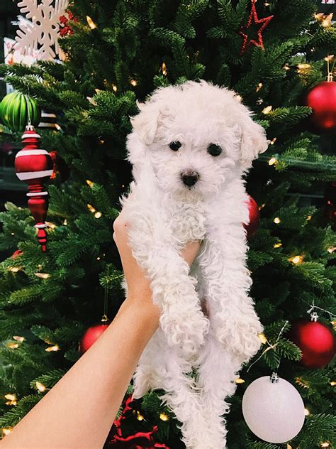 White Toy Poodle Puppy For Sale