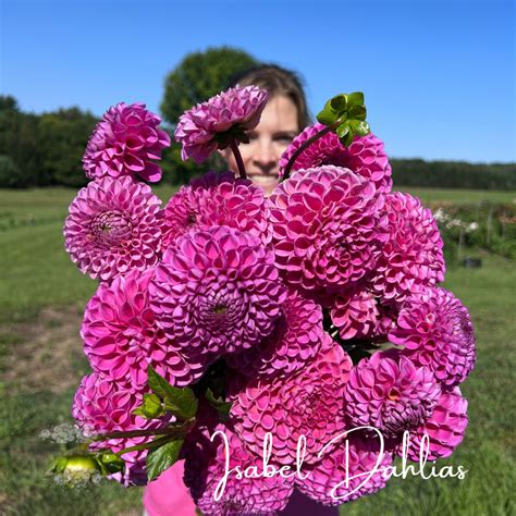 Isabel Dahlia Tubers Petals In Bloom Flower Farm