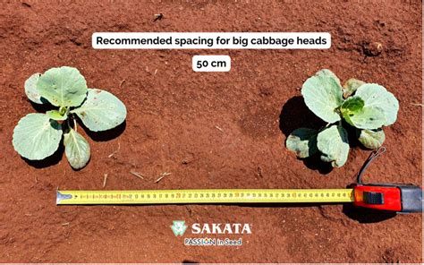 OPTIMA CABBAGE J ROOTING AND SPACING Sakata