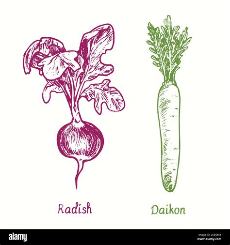 Radish And Daikon Or Mooli Raphanus Sativus Ink Black And White