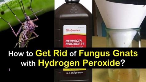 Fungus gnats hydrogen peroxide - novoapo