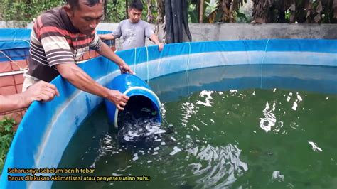 Ternyata Ini Rahasia Penebaran Benih Ikan Nila Agar Tidak Mati Di Kolam