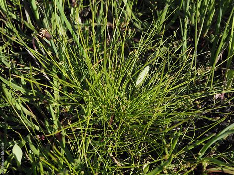 Isolepis cernua