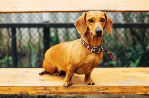 Dachshund Dog In Outdoor Beautiful Dachshund Sitting In The W — Stock