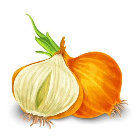 Onion Isolated On White Vector Art At Vecteezy