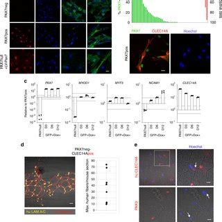 Characterization Of Human Desmin Positive Pax Negative Cell