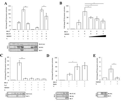 SARS-CoV-2 N Protein Targets TRIM25-Mediated RIG-I Activation to ... 