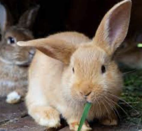 Les Affections Dentaires Du Lapin Clinique V T Rinaire Aixiancevet