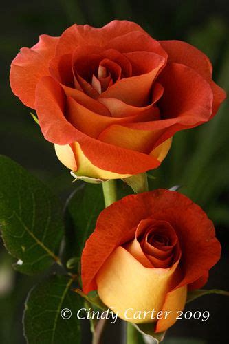 Pair Of Rust Roses Hybrid Tea Roses Rose Rose Wallpaper