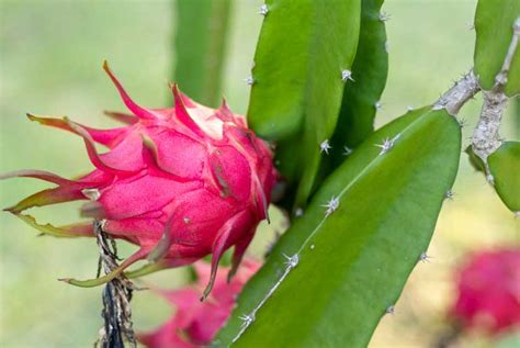 White Dragon Fruit Plant