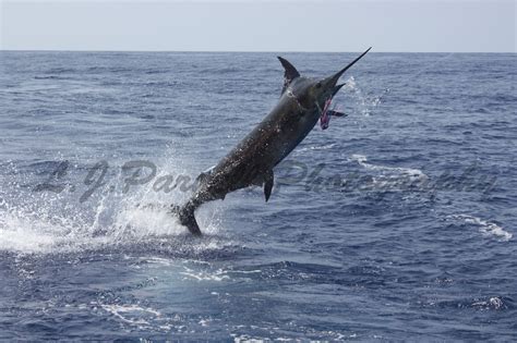 L J Parnell Photography: Marlin fishing