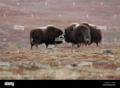 Musk ox fighting fall hi-res stock photography and images - Alamy