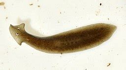 Flatworms Overview, Characteristics & Types - Lesson | Study.com