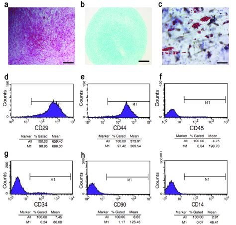 Trilineage Differentiation Potential And Phenotypic Analysis Of Rmscs