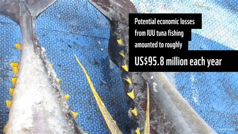 WWF EU On Twitter Some Species Of Tuna Like Yellowfin Are Heavily