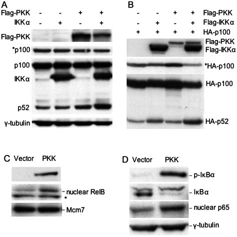 Protein Kinase C Associated Kinase Regulates Nf κb Activation Through