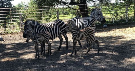 Baby Zebras Born At Horn T Zoo