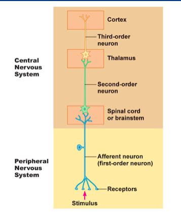 Phys Ch 10 Flashcards Quizlet