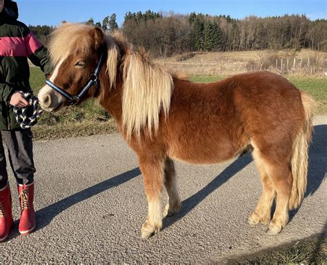 Pferdemarkt Pony Pony Wallach Shetland Mix Kaufen Landwirt