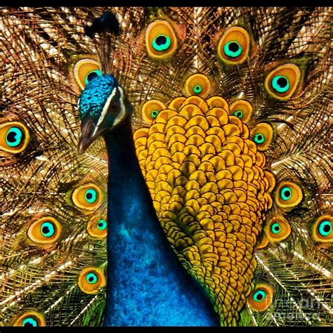 Yellow Peacock Photograph By Browne And Huettner Fine Art Pixels