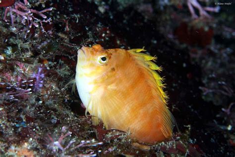 Cirrhitichthys Aprinus Spotted Hawkfish Aquainfo