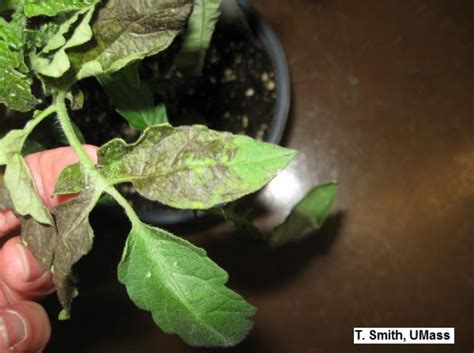 Greenhouse Tomato - Tomato Spotted Wilt Virus (TSWV) | Center for ...