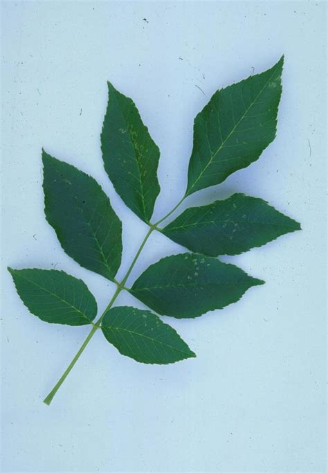 Green Ash Trees Of Manitoba Inaturalist