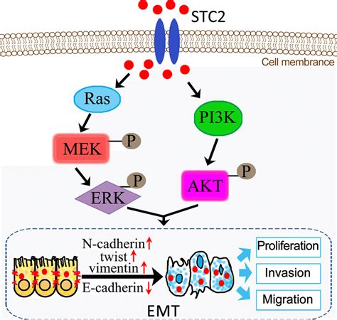 Schematic Illustration Of STC2 Promoted EMT Process Through Activation