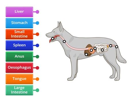 Digestive Anatomy of the Dog - Labelled diagram