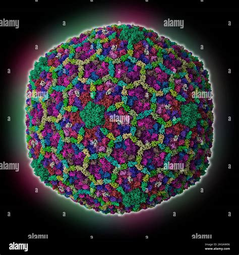 Bacteriophage T4 capsid, molecular model. The image shows the structure ...