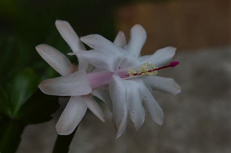 Schlumbergera Hybrid Mazie Epiphytic Cacti