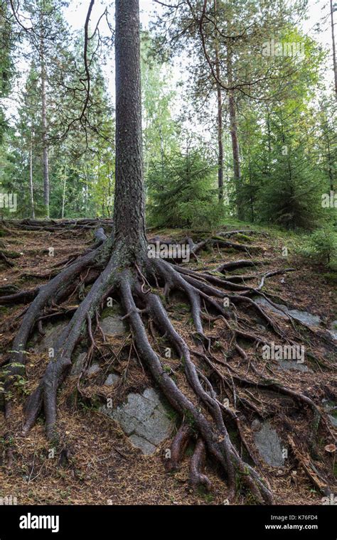 Pine Tree Roots Hi Res Stock Photography And Images Alamy