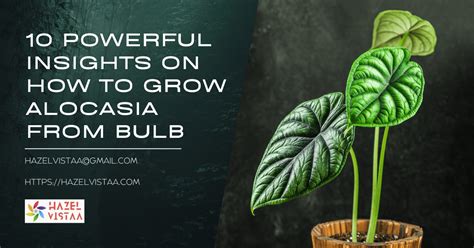 10 Powerful Insights On How To Grow Alocasia From Bulb