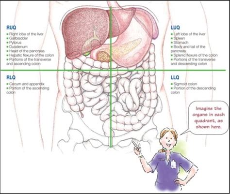 Abdominal Bowel Exam Flashcards Quizlet