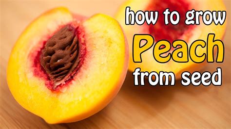 How To Grow Peach Trees From Seed Youtube