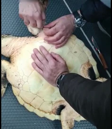 Carabinieri Subacquei Salvano Una Tartaruga Caretta Caretta Nelle