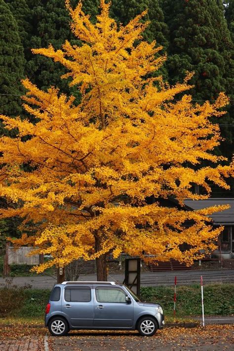 車がないのも、時にはいいのフォトギャラリー「紅葉🍁🍁20231104」 ダイハツ ミラココア みんカラ