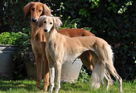 Saluki Caract Ristiques Du Chien Blog Wouf Wouf