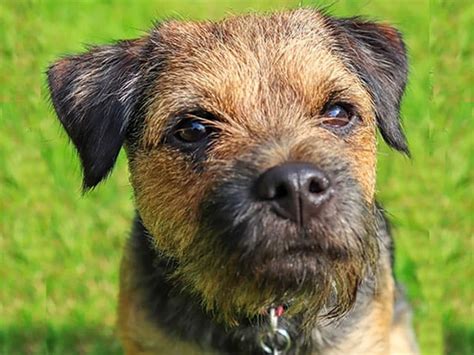 Border Terrier Obedience Training Home Visits in South Yorkshire